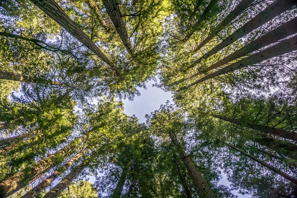 Naturterapi Herning